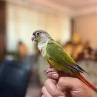 طوطی گرینچیک