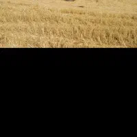 حمل کاه با دستگاه مکنده