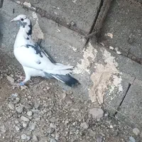 پلنگ سیاه