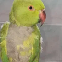 طوطی ملنگو|پرنده|دزفول, |دیوار