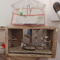 فنچ و عروس هلندی|پرنده|بجنورد, |دیوار