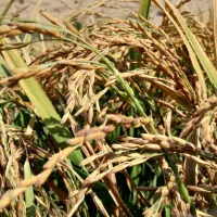 برنج عنبربو با کیفیت|حراج|گتوند, |دیوار