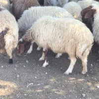 گوسفند فروش|حیوانات مزرعه|آبدانان, |دیوار