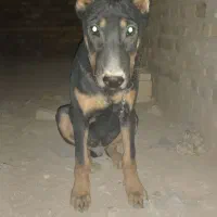 توله سگ دوبرمن|سگ|یزد, |دیوار