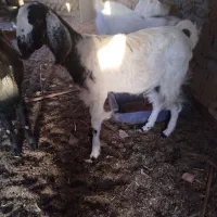 گتاچ آبستن|حیوانات مزرعه|سراوان, |دیوار