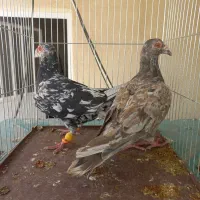 نروماده سرورعطیقه