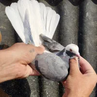 هفت طوق جوجه|پرنده|تهران, نیروی هوایی (پیروزی)|دیوار