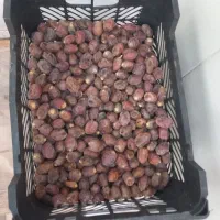 خرما