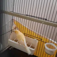 قناری نر طلایی