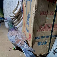 کفتر سرخ هفت رنگ خطی