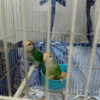 دوعدد کوتوله