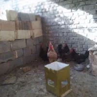 خروس