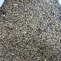 بذر ماش ماشک