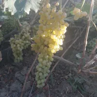انگورکشمش درجه یک ۴تن
