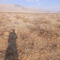 فروش چوب سیب باقیمانده هرس کلی|خدمات باغبانی و درختکاری|شیراز, حومه شیراز|دیوار