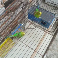 مرغ عشق  یک جفت