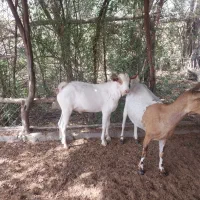 کهره نر چپشت