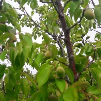 اردبیل شام اسبی فروش زمین ، سوله و...