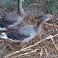 قوغاز خاکستری نر و ماده