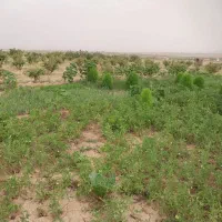 زمین کشاورزی به همراه اب