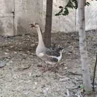قو قاز|حیوانات مزرعه|یاسوج, |دیوار
