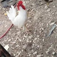 خروس