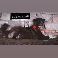 فی ۳۰|سگ|دهق, |دیوار