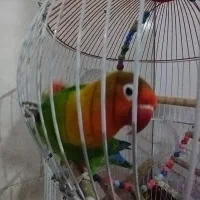 پرنده