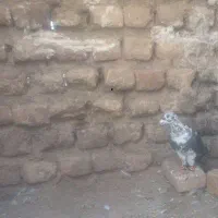 سوسکی بزک سینه سفیدعتیقه|پرنده|تربت‌حیدریه, کوی شهید احمدزاده ملکی|دیوار