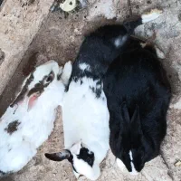 خرگوش ماده و نر
