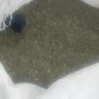 برگ پونه صد کیلو