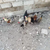 خروس لاری و جوجه خروس گلین|حیوانات مزرعه|سیرجان, |دیوار