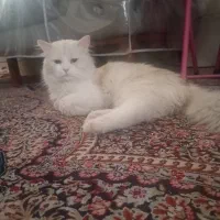 فروش گربه پرشیین|گربه|بم, |دیوار