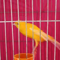 یک عدد قناری نر طلایی نژاد خاص