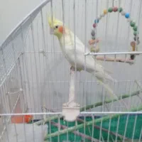 دو  عروس هلندی