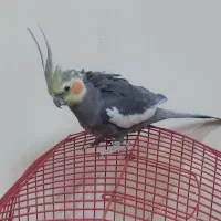 عروس هلندی نر