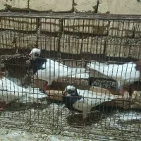 کبوتر طوقی طوق سرخ زرد سیاه