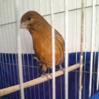 قناری‌ماده