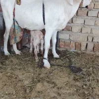 بز مری