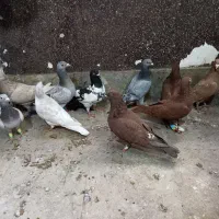تعداد11عدد کبوتر