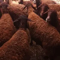 تعداد ۱۳ عدد میش دندان سالم