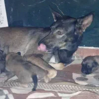 توله سگ مالینویز،|سگ|بندرعباس, |دیوار