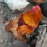 فروش چند عدد خروس سر حال