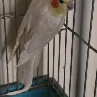 عروس هلندی نر