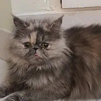 پرشین بریتیش اسکاتیش