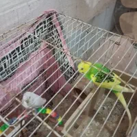 مرغ  عشق|پرنده|گرگان, |دیوار