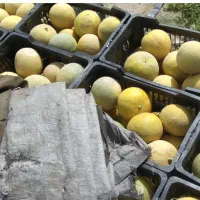 به تعدادی کارگر اتباع افغانی جهت کار شریکی کشاورزی|استخدام صنعتی، فنی، مهندسی|ایرانشهر, |دیوار