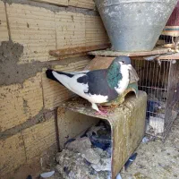 کبوتر یال دم نر  .ماده پشتی