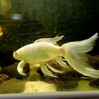 ماهی کوی سوپرباله تایلندی