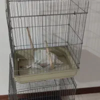 قفس پرنده